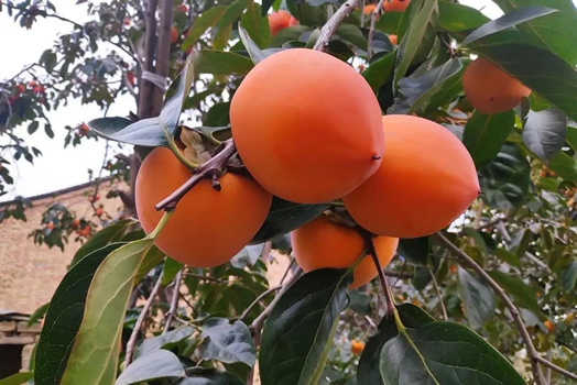 select the right persimmon