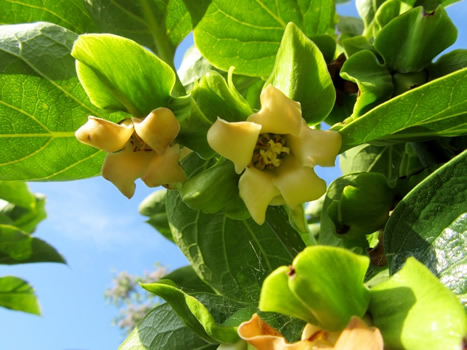 Persimmon Flower is Ability to be Tasty to Eat
