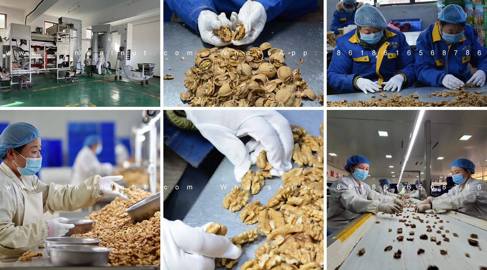 Walnut in Shell Production Line