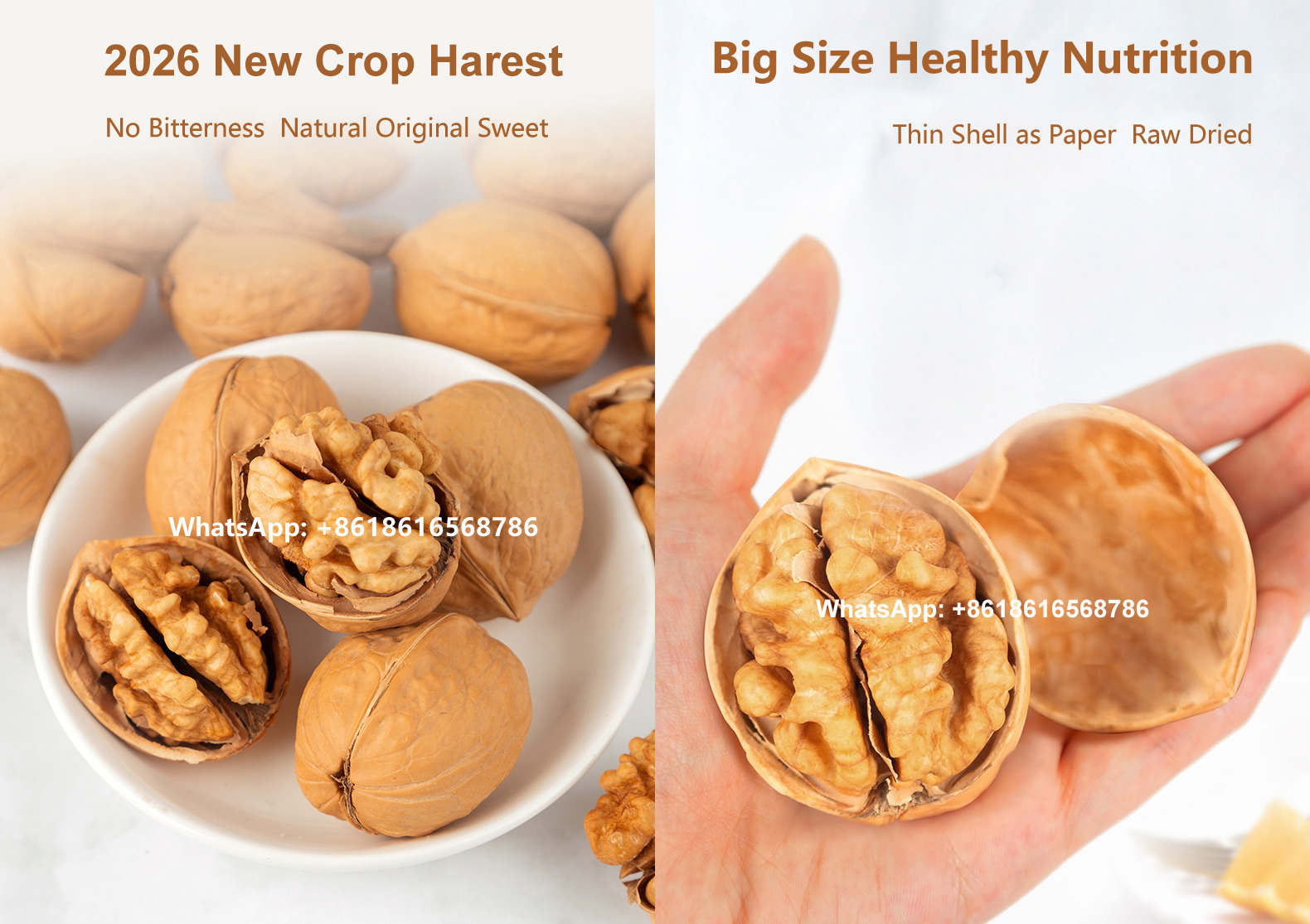Xin185 Walnut in Shell Price